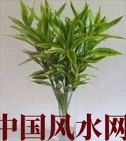 桂林十二生肖养什么植物最旺财运？你知道吗！